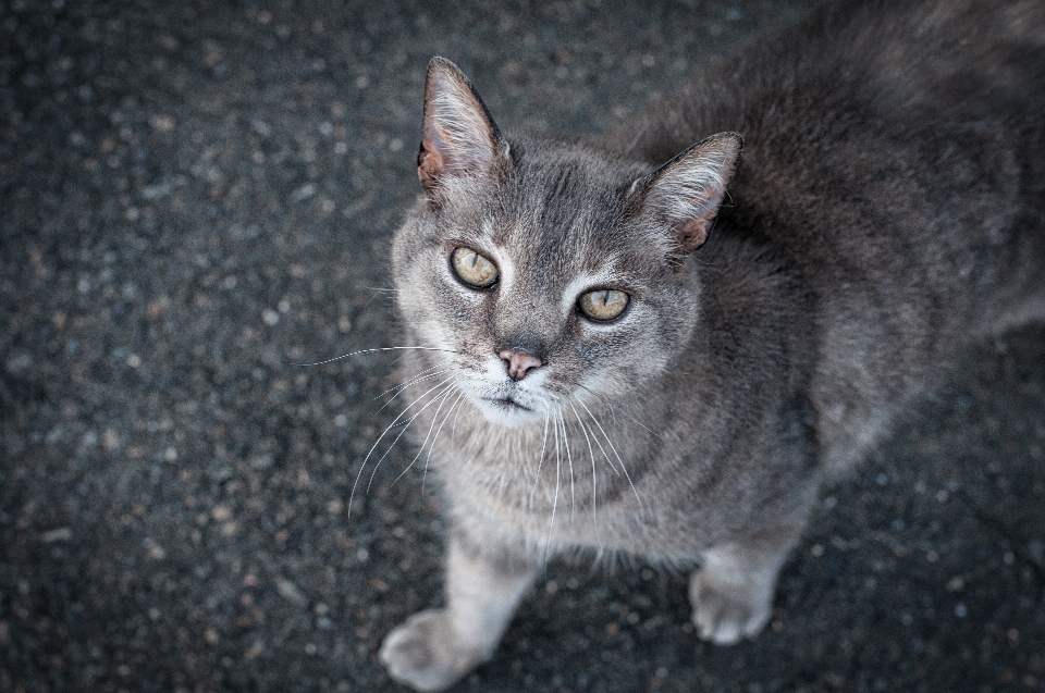 Animale domestico gattino gatto mammifero