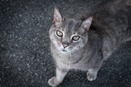 Foto Animale domestico gattino gatto mammifero