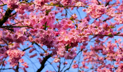 Tree branch blossom plant Photo