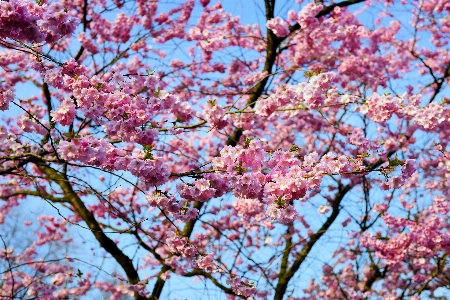 Baum zweig blüte anlage Foto