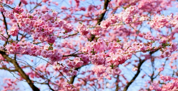 木 ブランチ 花 植物 写真