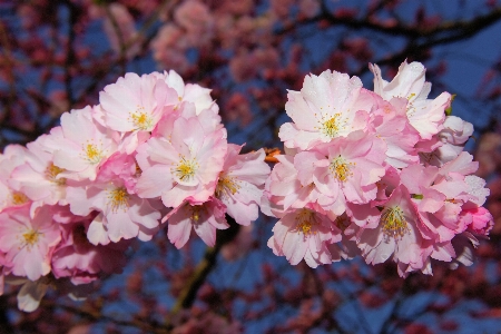 Tree branch blossom plant Photo