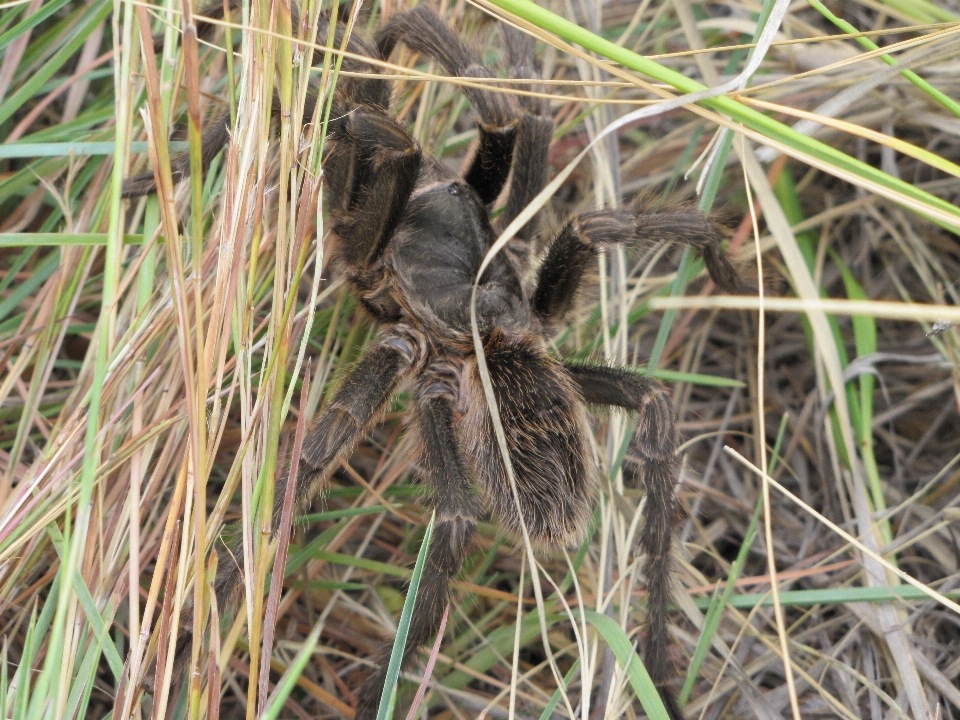 Natura trawa zwierzę dzikiej przyrody