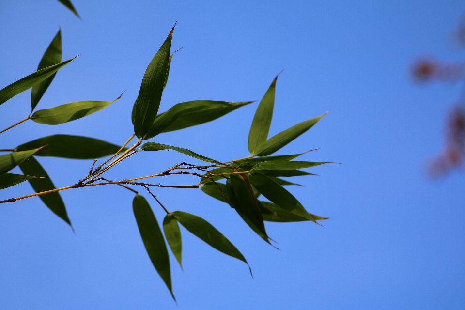 Albero natura erba ramo