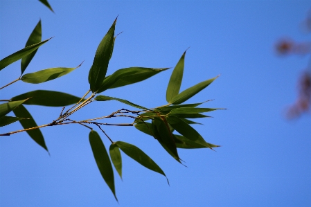 Tree nature grass branch Photo