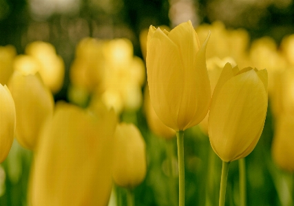 Nature blossom plant field Photo