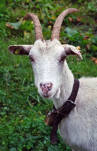 Foto Grama animal cabra buzina