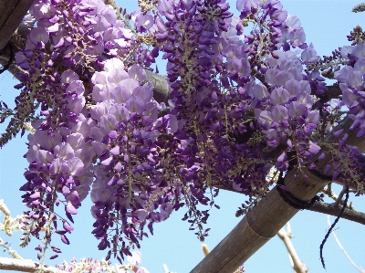 Tree branch blossom plant Photo