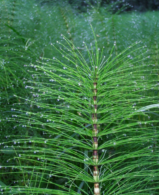 Arbre herbe bifurquer usine