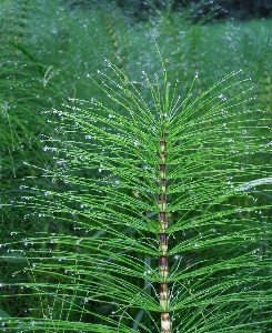 Tree grass branch plant Photo