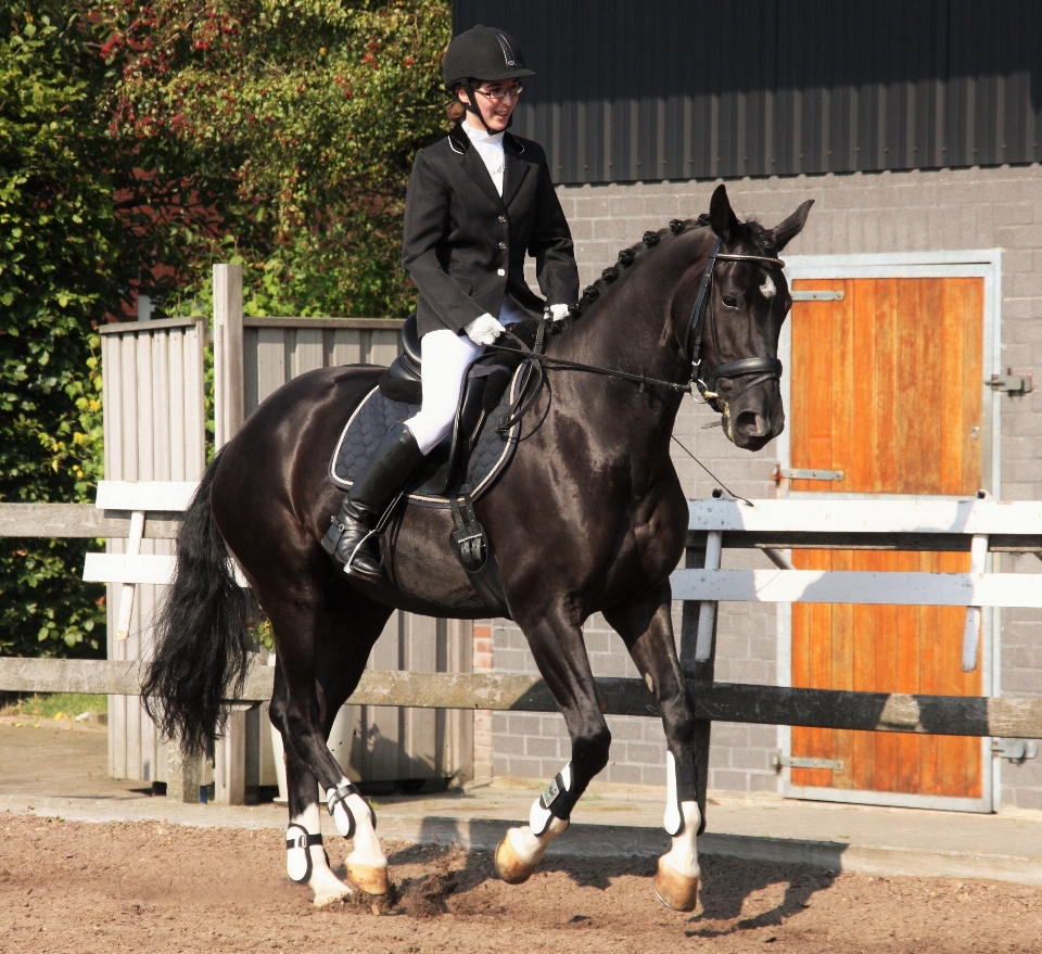 Lazer cavalo garanhão equestre