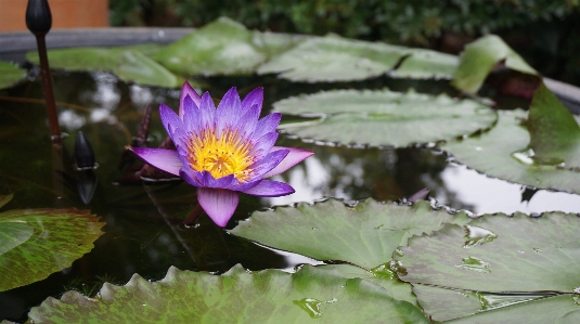 Nature plant leaf flower Photo