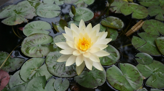 Foto Naturaleza planta flor pétalo