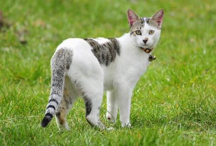 Foto Rumput satwa peliharaan anak kucing