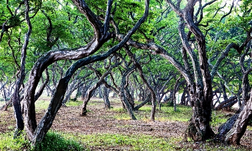 Landscape tree nature forest Photo