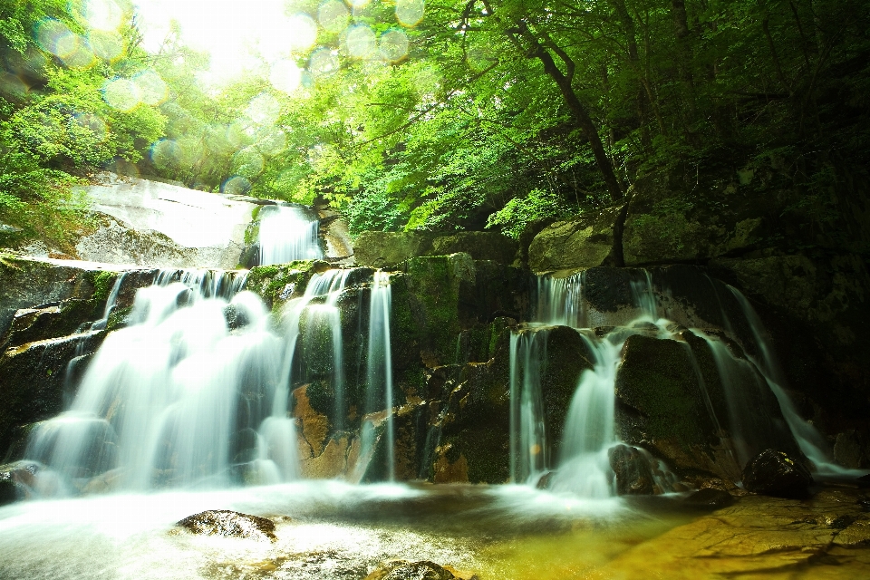 Manzara su doğa orman