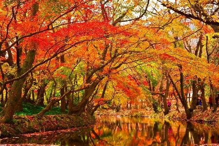 Tree water nature creek Photo