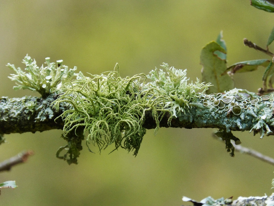 Albero natura ramo fiore