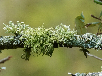 Tree nature branch blossom Photo