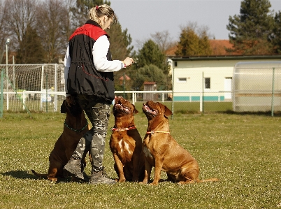 Foto Alam gadis rumah anak anjing