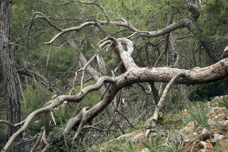 Foto árvore natureza floresta região selvagem
