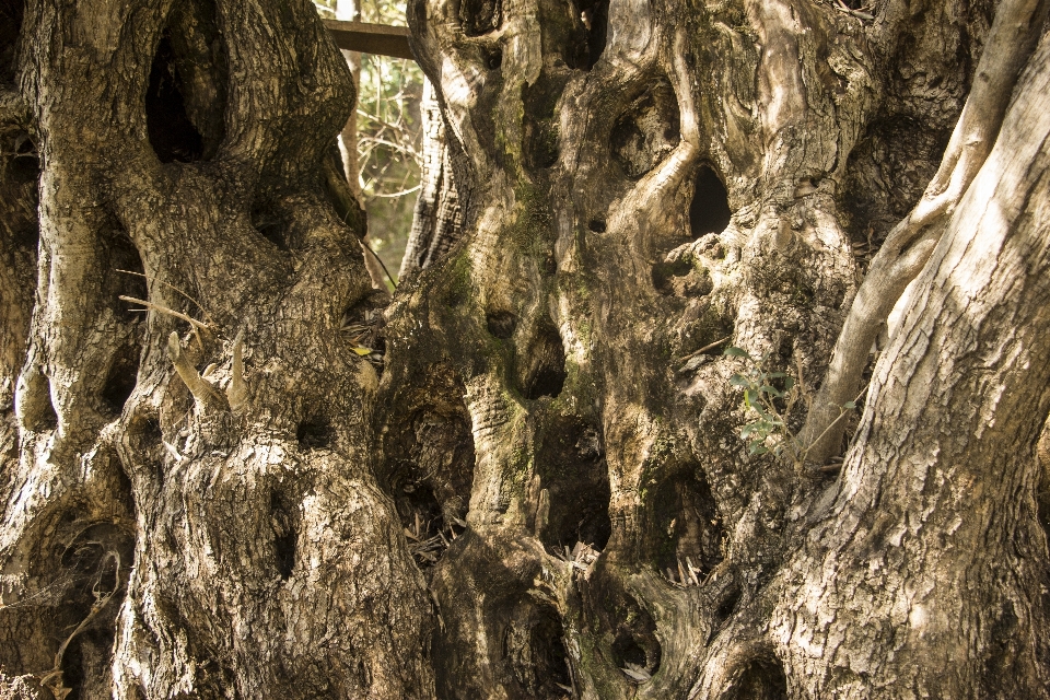 Albero natura foresta rock