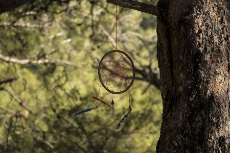 Tree nature forest branch Photo