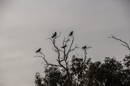 Tree nature branch bird Photo