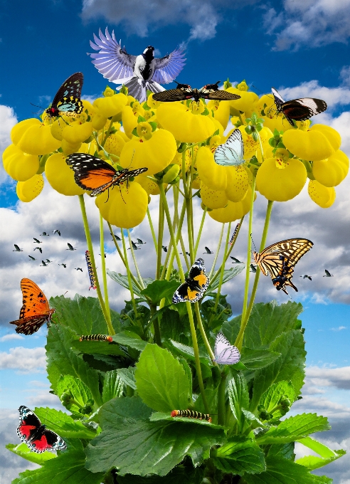 Nature bird plant meadow