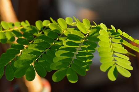 Tree nature branch light Photo