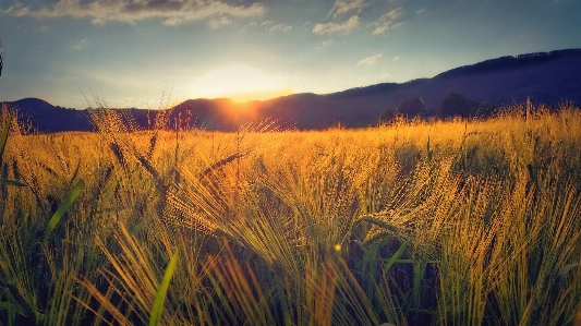 Landscape tree nature grass Photo