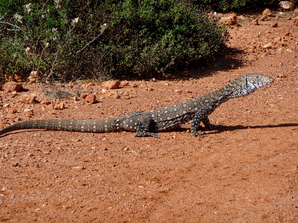 Satwa margasatwa tanah reptil