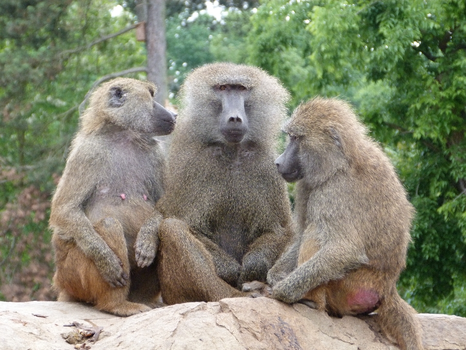 Natura animale animali selvatici zoo