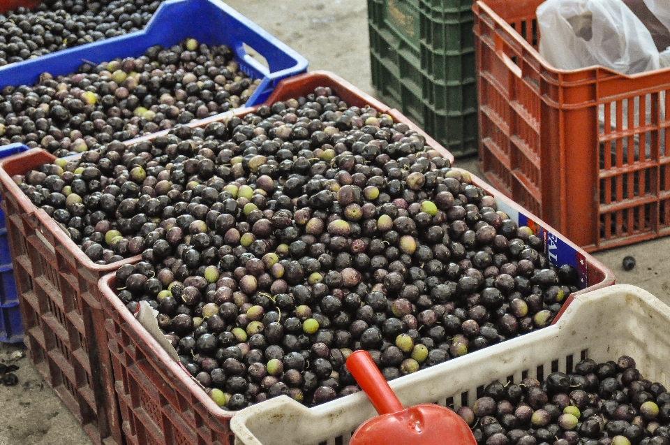 Albero pianta frutta bacca