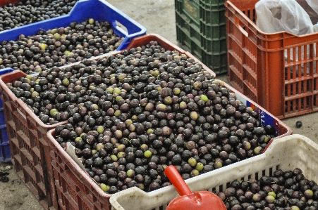 Tree plant fruit berry Photo