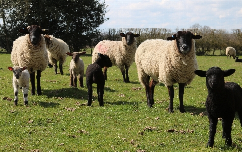 Nature grass field farm Photo