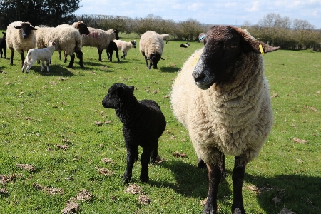 Nature grass field farm Photo