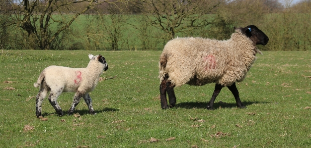 Nature grass field farm Photo