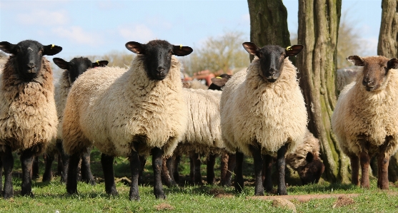 Nature grass field farm Photo