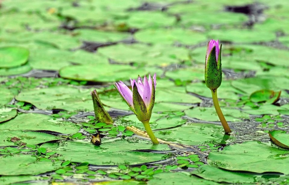 Natura erba fiore pianta