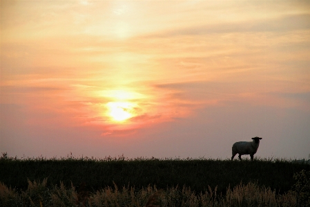 Landscape coast nature grass Photo