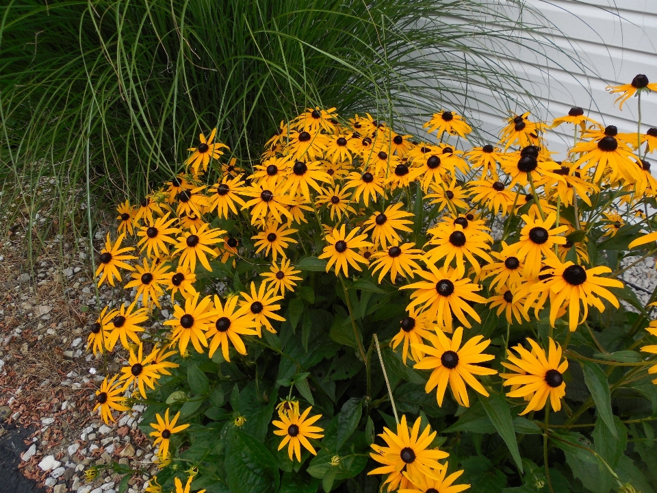 Blossom plant meadow prairie