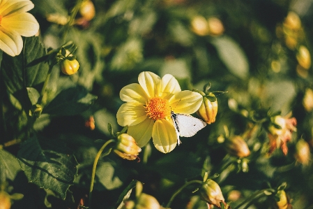 Nature blossom blur growth Photo