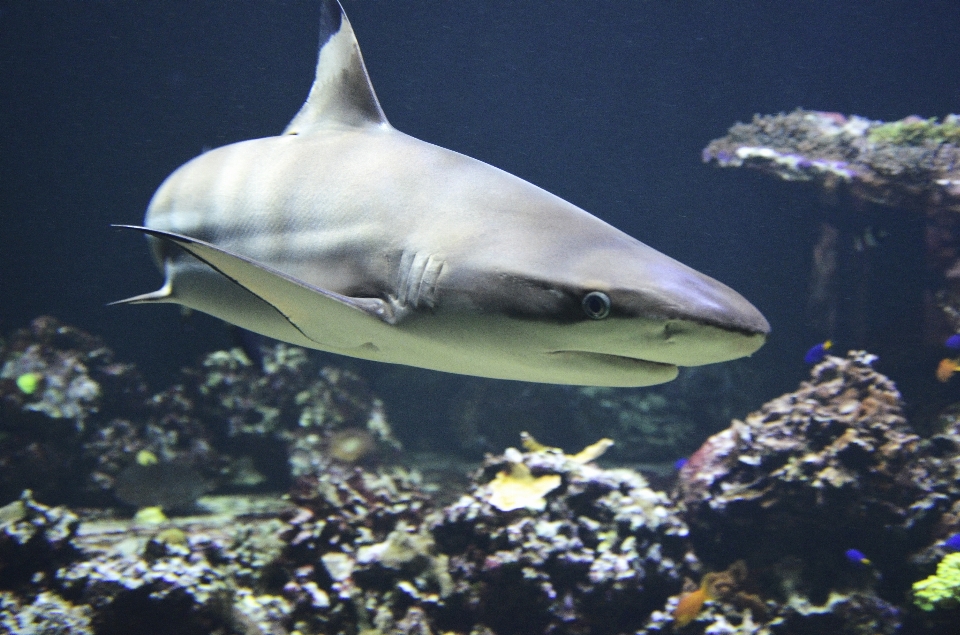 Embaixo da agua biologia peixe fauna