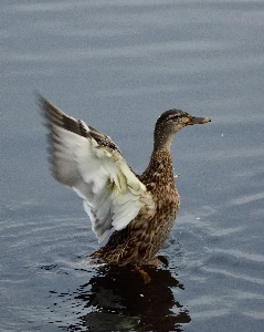 Water nature bird wing Photo