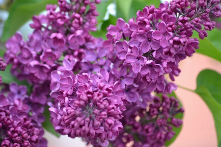 Blossom plant flower purple Photo