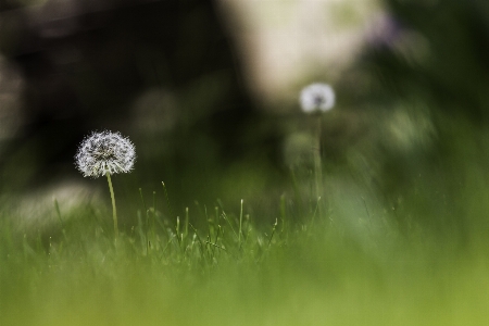 Nature grass outdoor blossom Photo