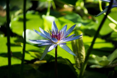 Foto Acqua natura fiore pianta