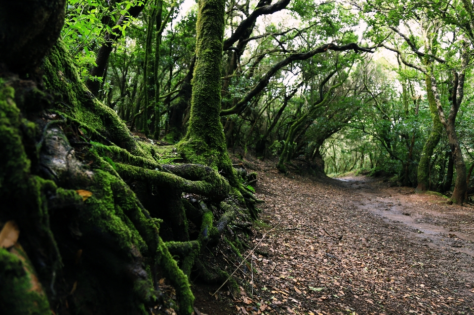 Paesaggio albero natura foresta