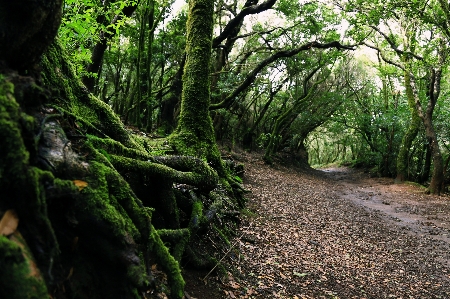 Landscape tree nature forest Photo